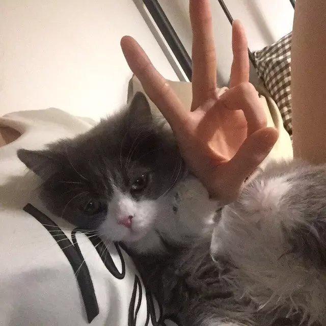 奚震瑞韵